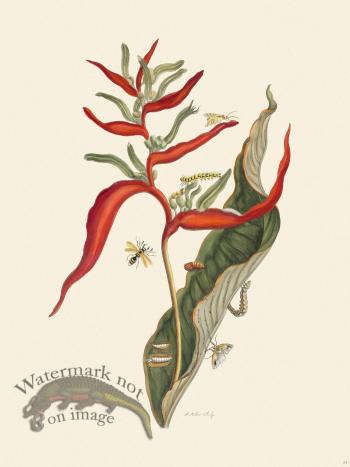 Merian Metamorphosis 54